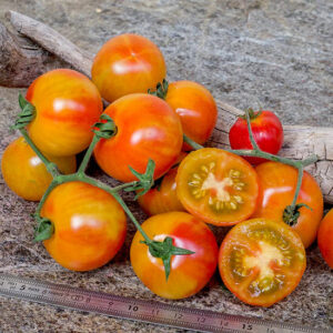 Томат Конфетка Изиды (черри) Томат Конфетка Изиды (черри)