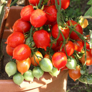 Томат Поцелуй Герани (черри) Томат Поцелуй Герани (черри)