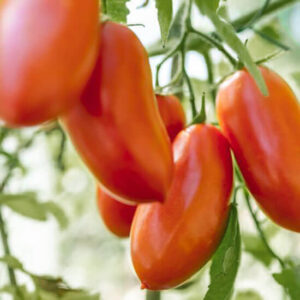 Томат Пирамида