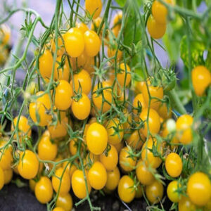 Томат Желтый Виноград Томат Желтый Виноград