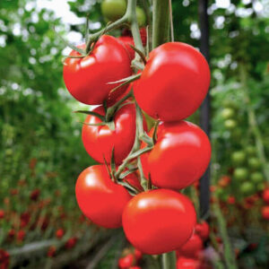 Томат Здоровая Жизнь Томат Здоровая Жизнь