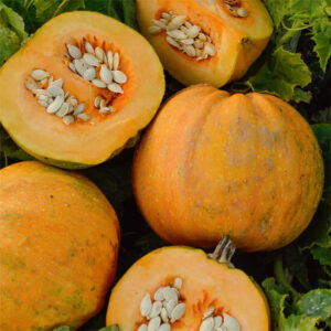 Тыква Данка Полька (голосеменная) Тыква Данка Полька (голосеменная)